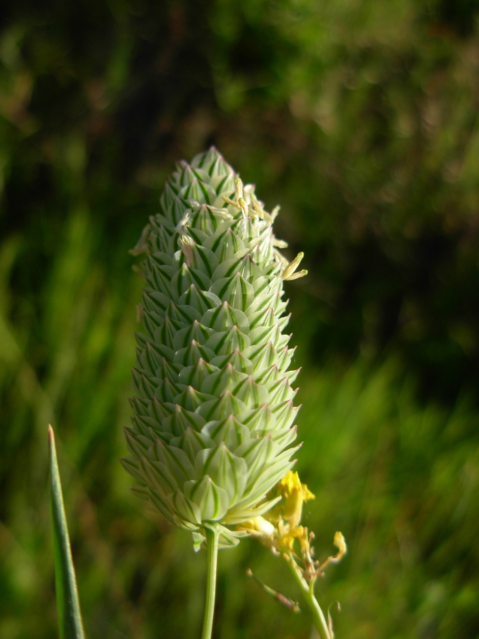 Phalaris brachystachys / Scagliola cangiante